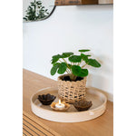 Lade das Bild in den Galerie-Viewer, Realistische Pelia Kunstpflanze 28cm: Pflegeleichte Dekoration für Zuhause & Büro