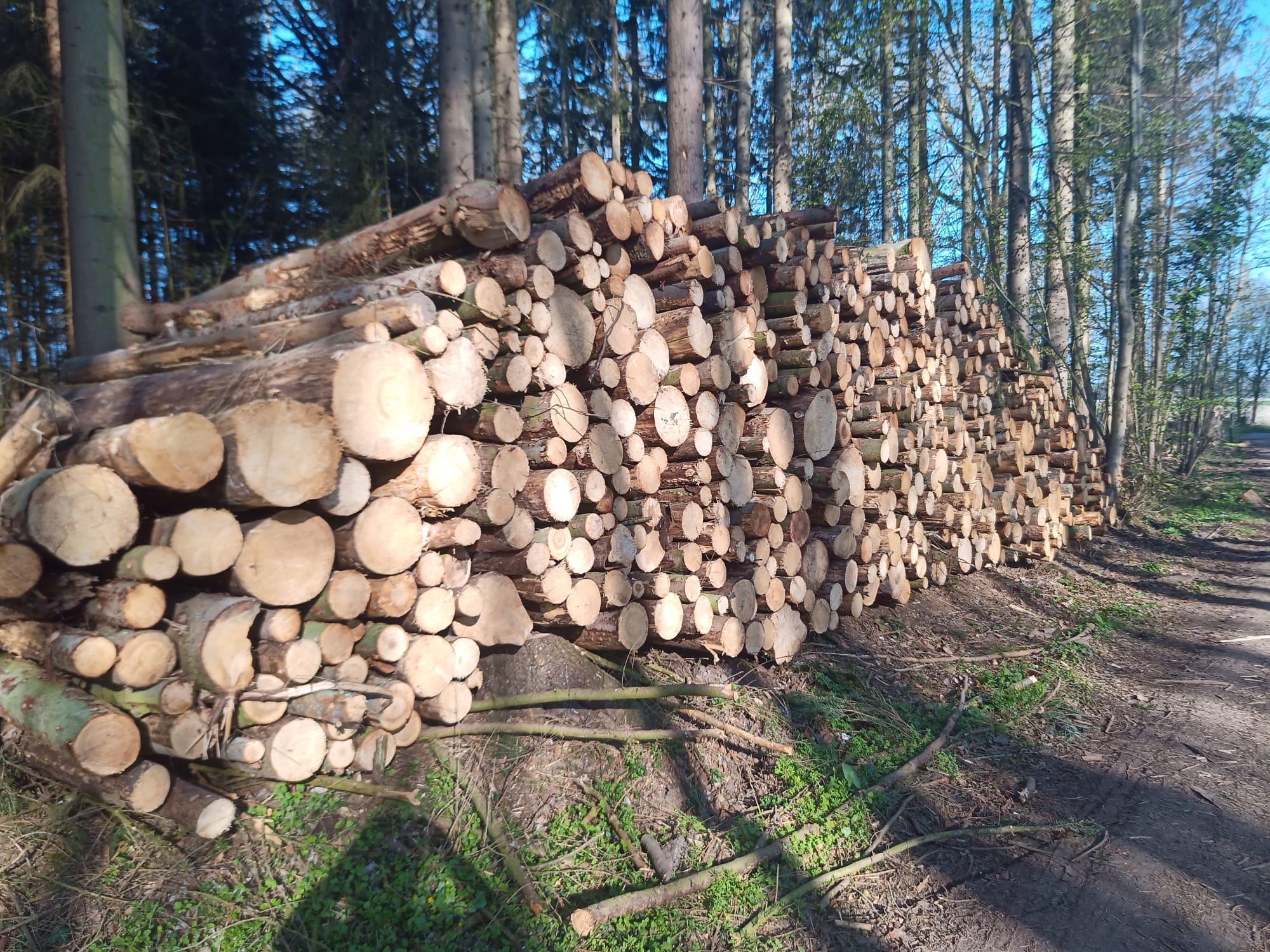 Hochwertiges Nadelholz Stammholz zum Selbstsägen, PEFC-zertifiziert, nachhaltig aus Ardennen-Wäldern