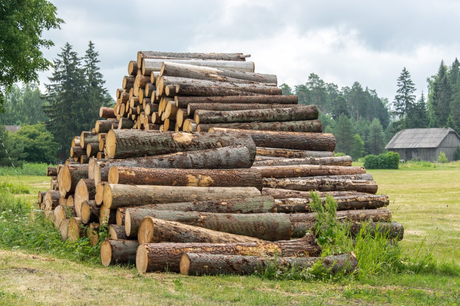 Hochwertiges Fichten-Stammholz für Brennholz – PEFC-zertifizierte Waldfrische Baumstämme