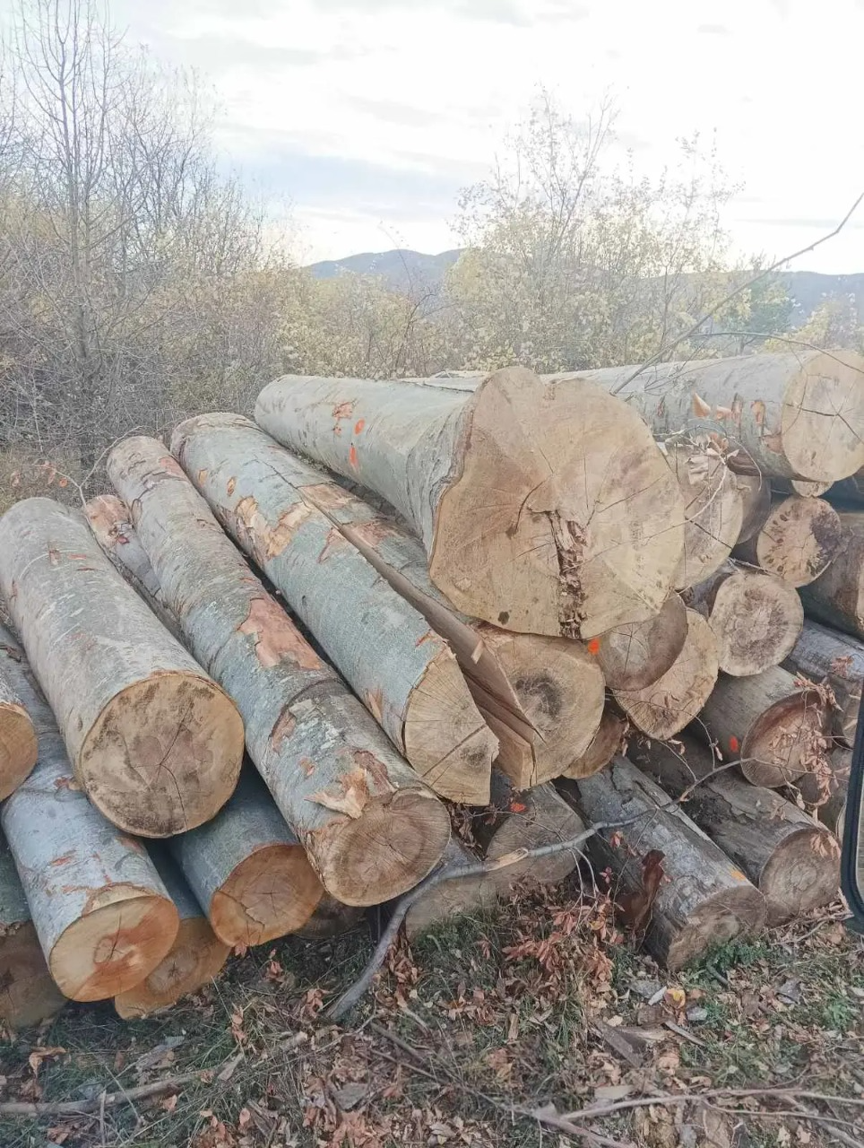Hochwertiges Buchen-Stammholz: Effizientes, nachhaltiges Brennholz für langanhaltende Kaminwärme.