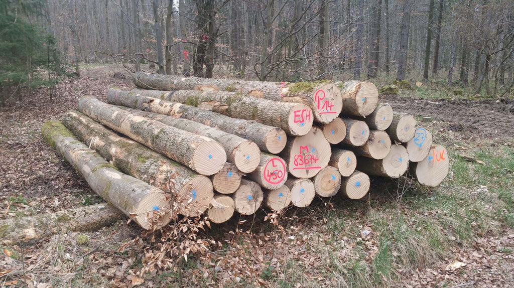 Hochwertiges Esche Stammholz Brennholz für Kamin und Ofen, PEFC-zertifiziert, flexibel spaltbar