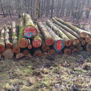 Hochwertiges Buchen-Stammholz: Effizientes, nachhaltiges Brennholz für langanhaltende Kaminwärme.