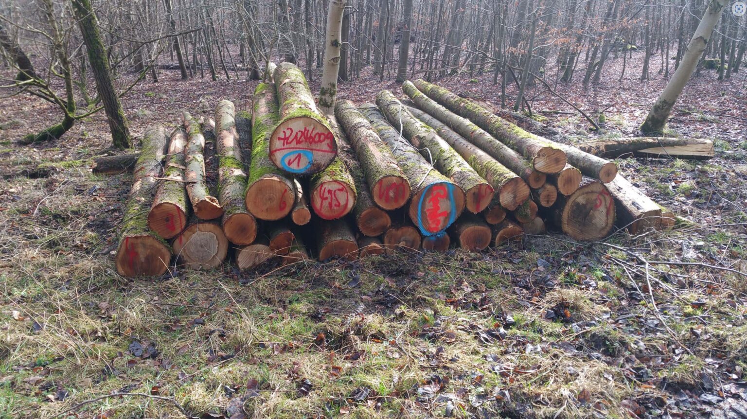 Hochwertiges Esche Stammholz Brennholz für Kamin und Ofen, PEFC-zertifiziert, flexibel spaltbar