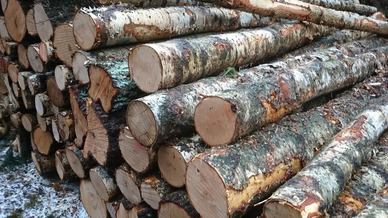 Hochwertiges Birken-Stammholz: Nachhaltiges Brennholz für Kamin und Ofen