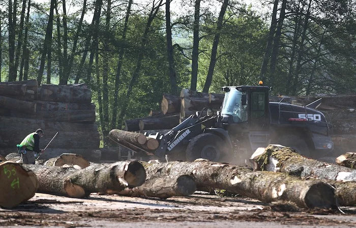 Premium Eichen-Stammholz für Brennwert und Nachhaltigkeit – LKW-Lieferung