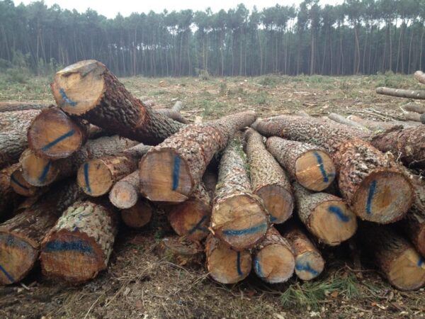 Hochwertiges PEFC-zertifiziertes Kiefern-Stammholz für Brennholz, effiziente LKW-Lieferung