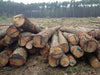 Hochwertiges PEFC-zertifiziertes Kiefern-Stammholz für Brennholz, effiziente LKW-Lieferung