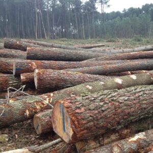 Hochwertiges Buchen-Stammholz: Effizientes, nachhaltiges Brennholz für langanhaltende Kaminwärme.