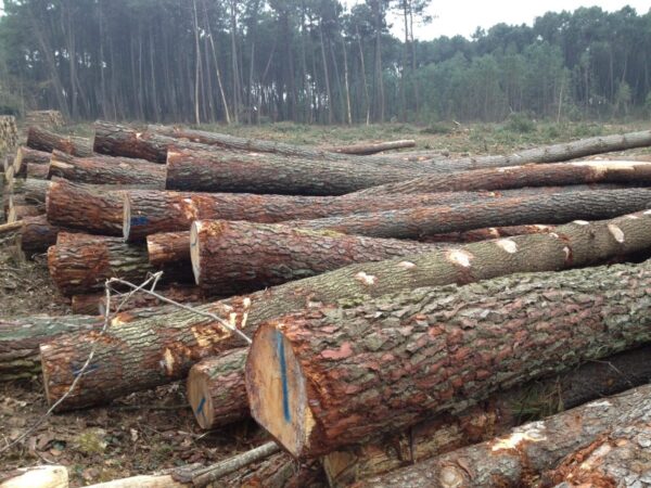 Hochwertiges PEFC-zertifiziertes Kiefern-Stammholz für Brennholz, effiziente LKW-Lieferung