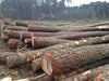 Hochwertiges PEFC-zertifiziertes Kiefern-Stammholz für Brennholz, effiziente LKW-Lieferung