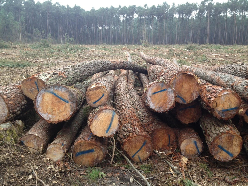 Hochwertiges PEFC-zertifiziertes Kiefern-Stammholz für Brennholz, effiziente LKW-Lieferung