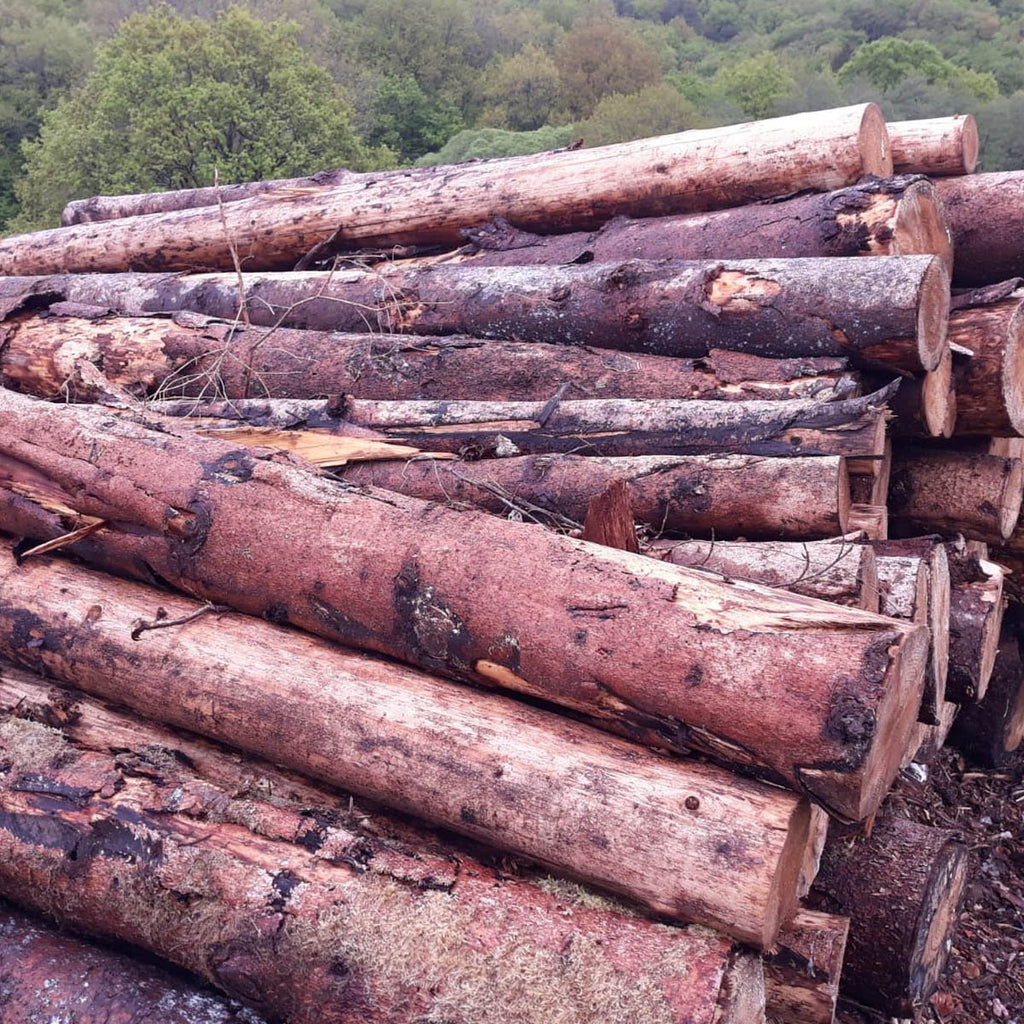 Hochwertiges Fichten-Stammholz für Brennholz – PEFC-zertifizierte Waldfrische Baumstämme